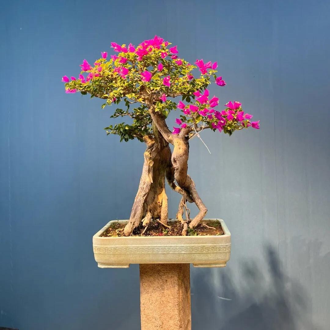 花知己园艺