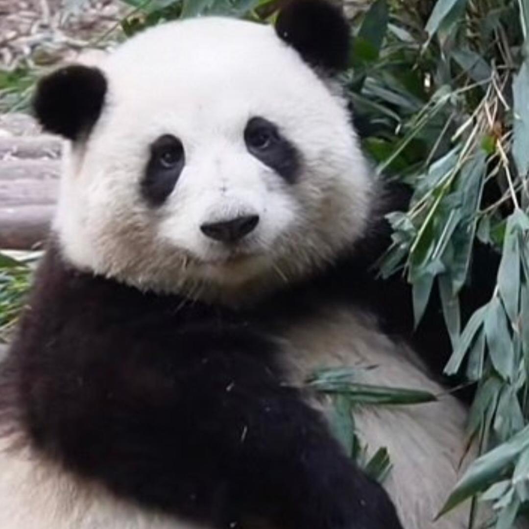 舞嘀嘀
