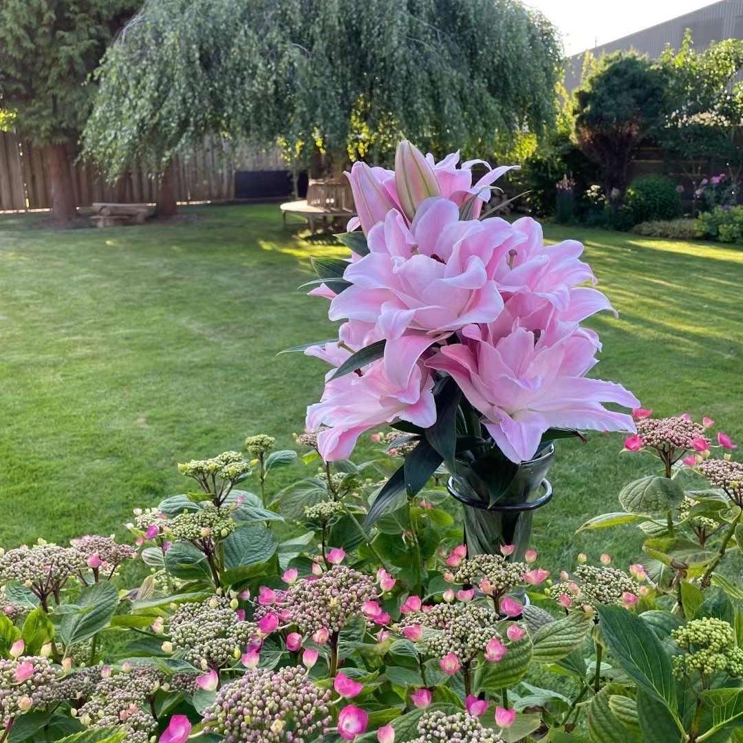 欧邦花卉种球
