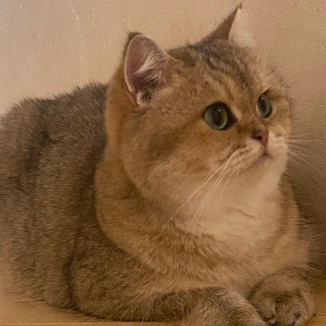 是丑橘不是橘子