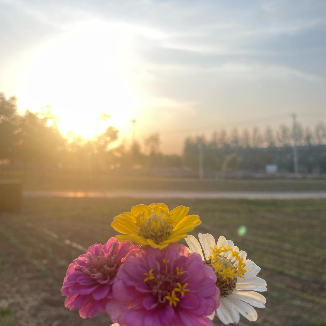 🌸我是维维🌸