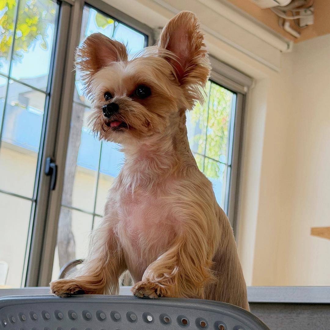 给相柳的情书💛