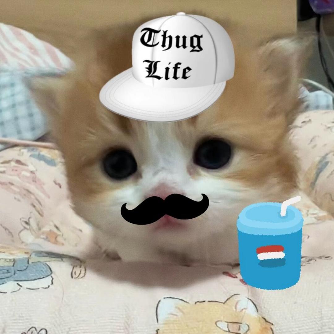 呆呆歪