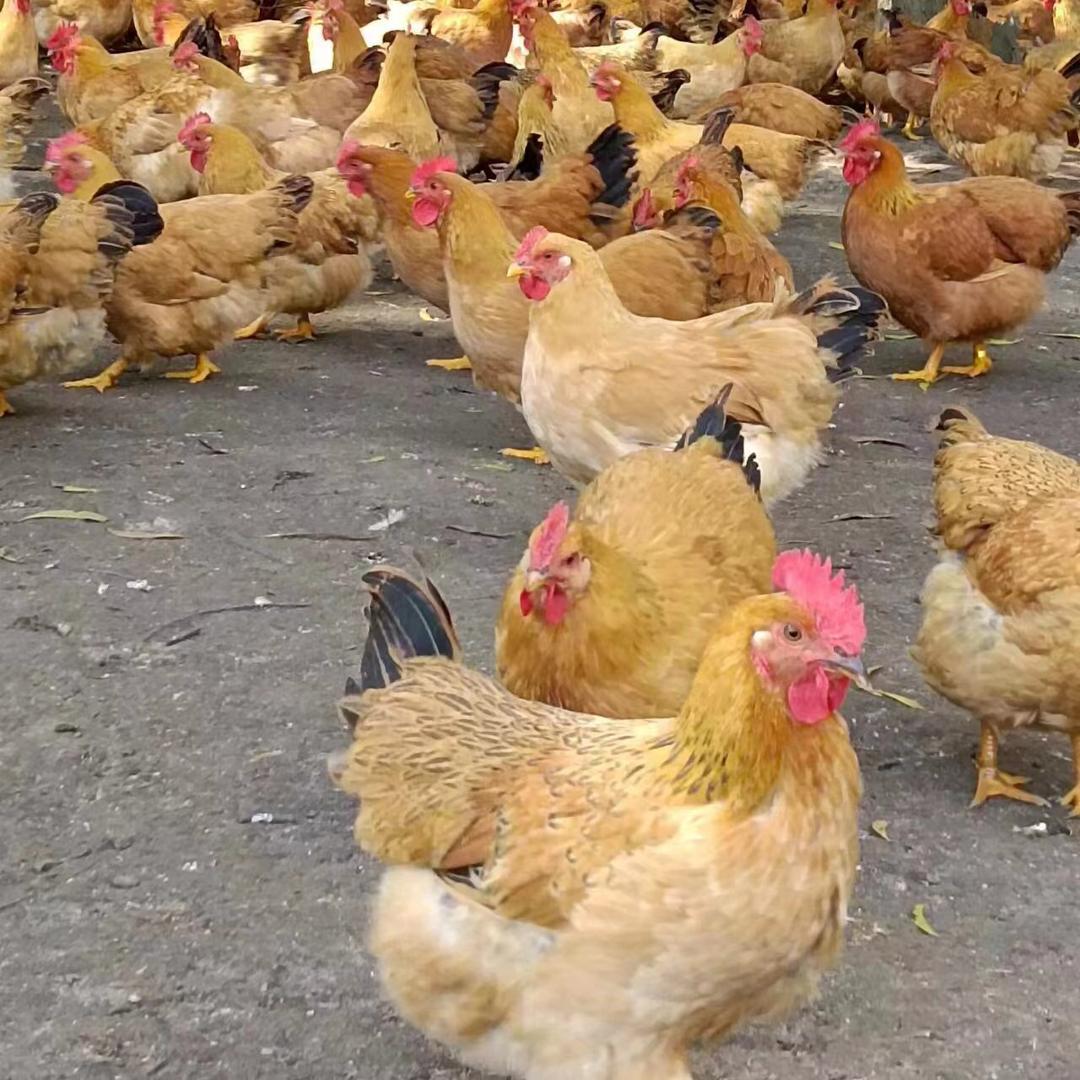 海南文昌鸡（萌哥）