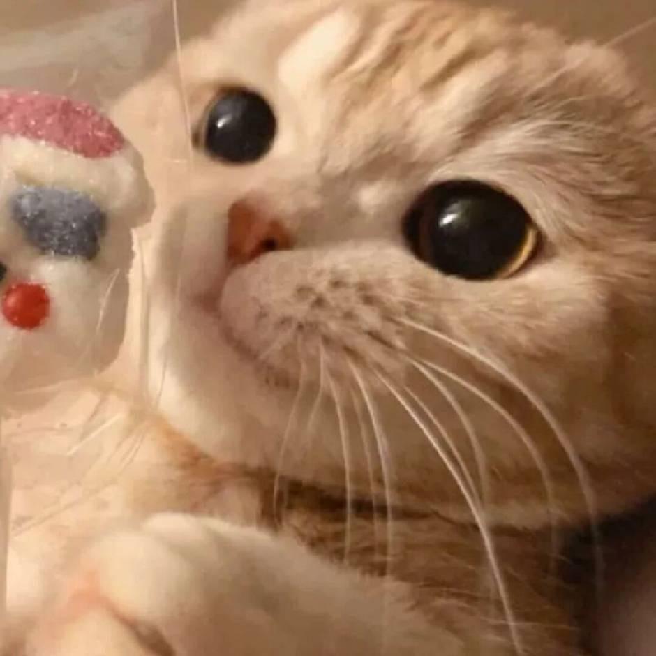 不爱吃猫的鱼