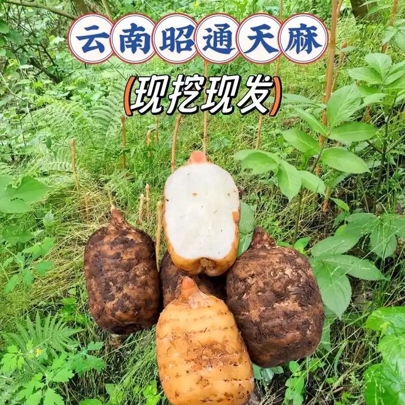 云南小草坝乌天麻店