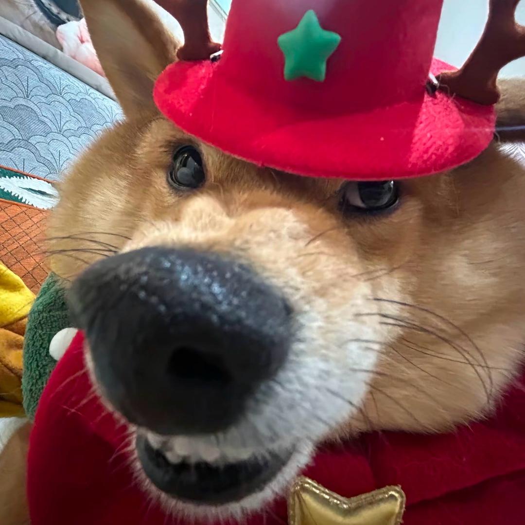 热乎黏苞米🚶➡️