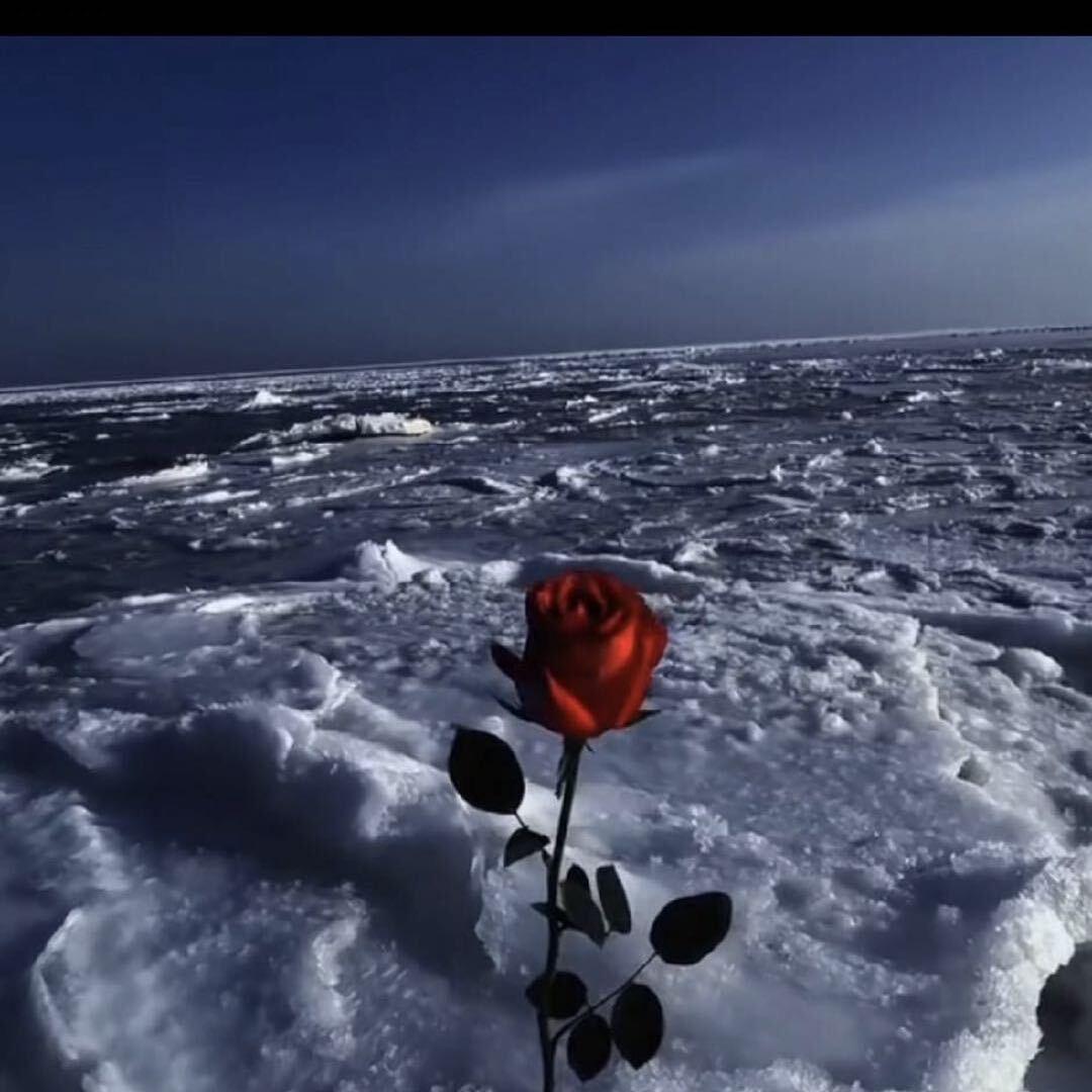 海边花🌊