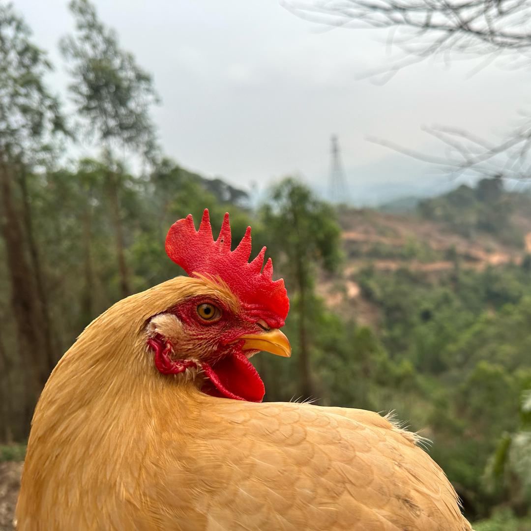 田埂边养鸡姐🐔