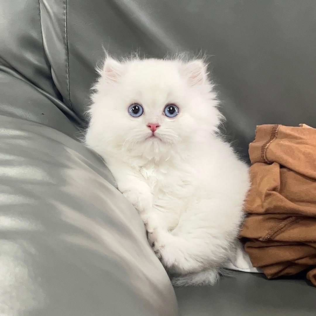 东莞虎门皮皮宠物店