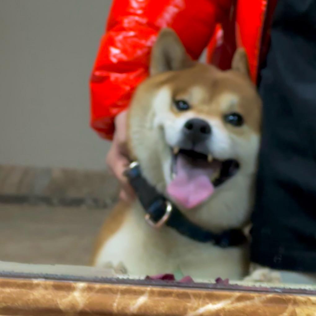 狗狗勾苟