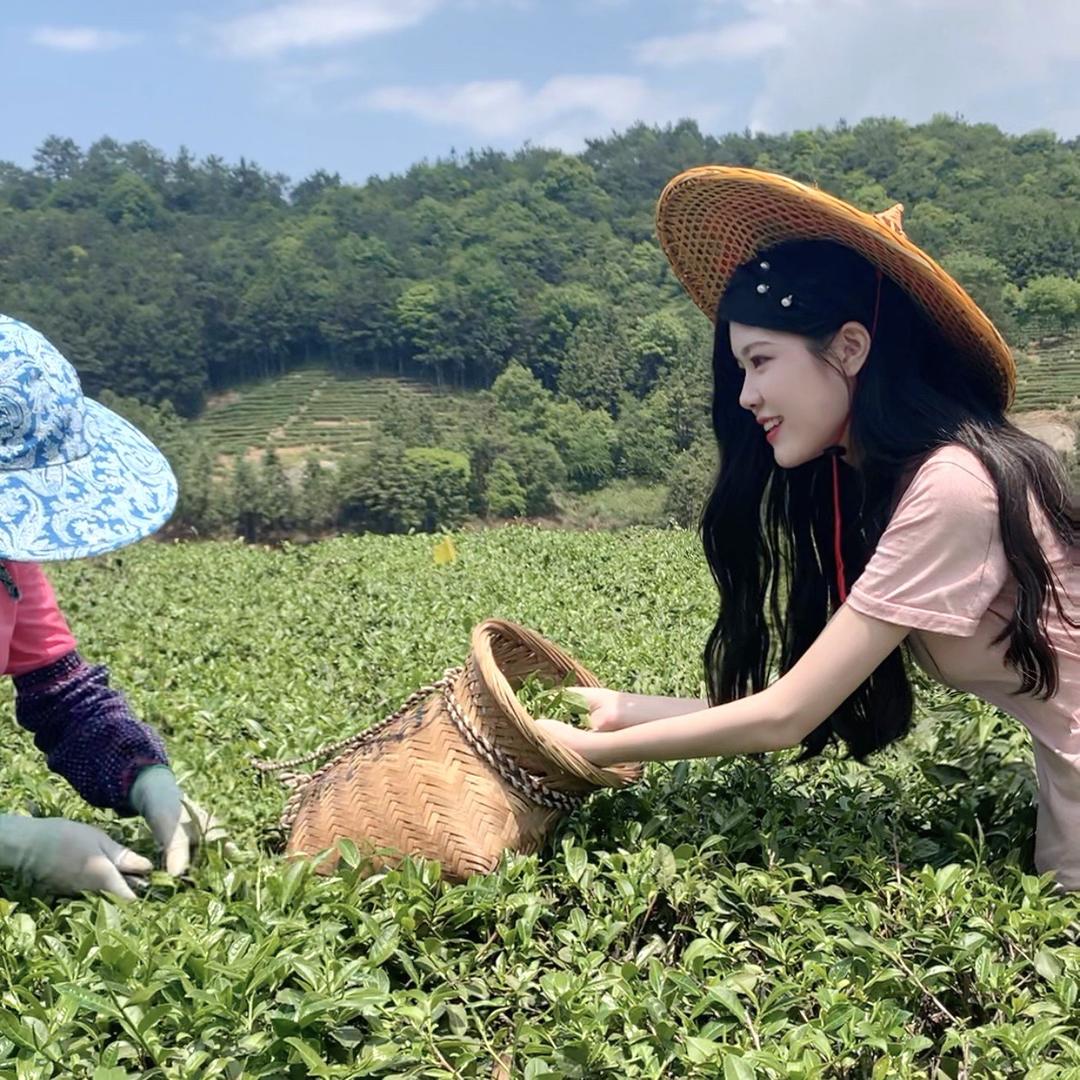 三刀茶王（早上8:00普洱茶仓开仓）