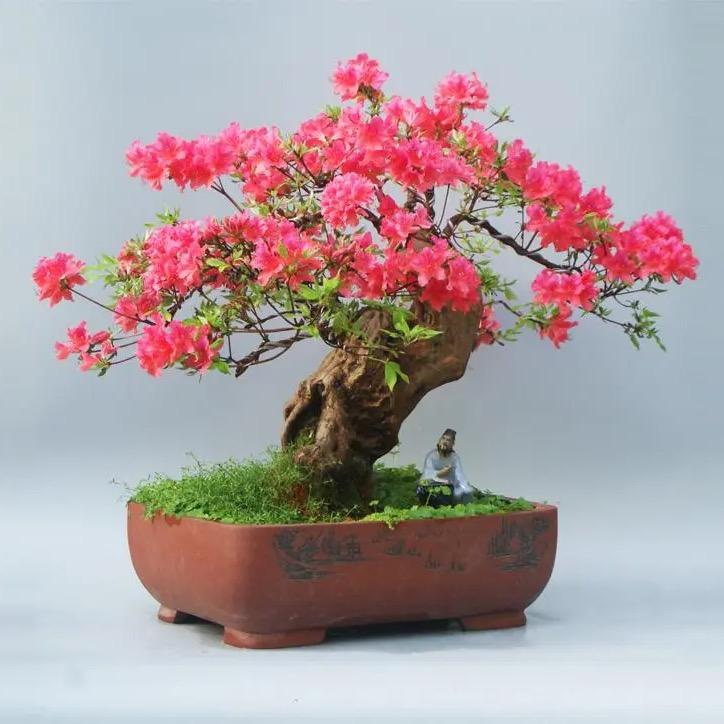 徐老弟盆景