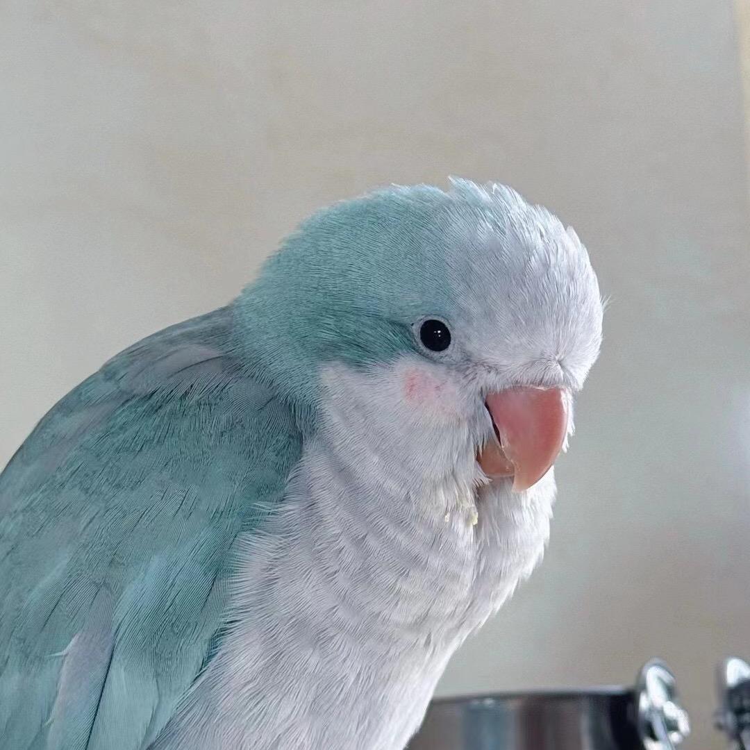 鹦鹉🦜小和尚