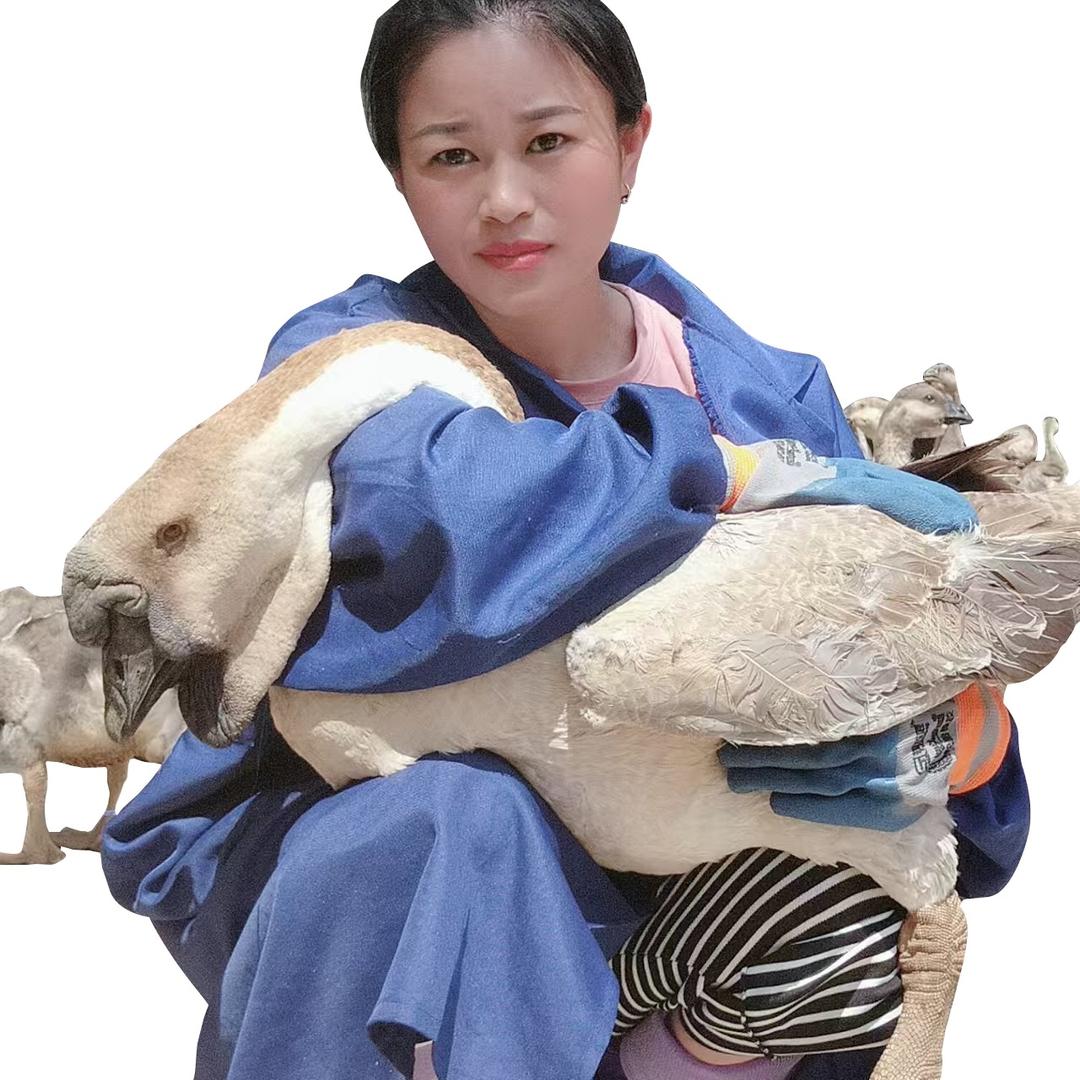 贵阳恒旺禽业