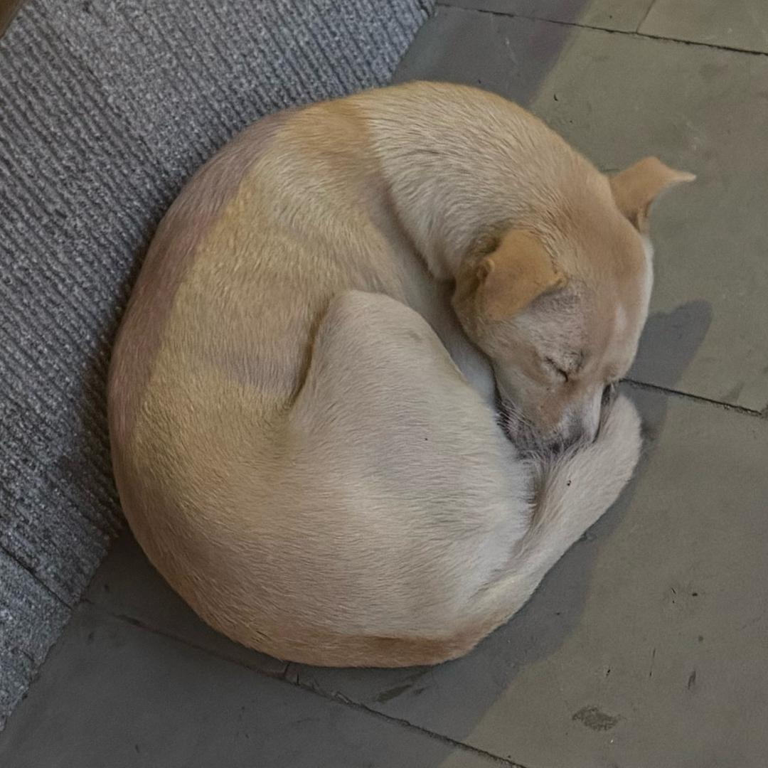 罗队说媒（收徒）