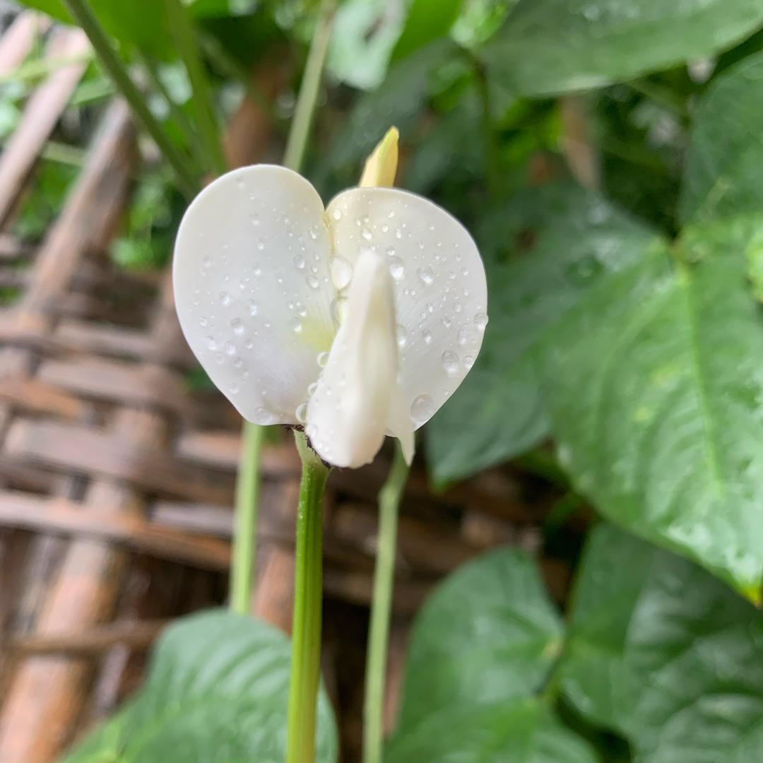 夏天 虞姬