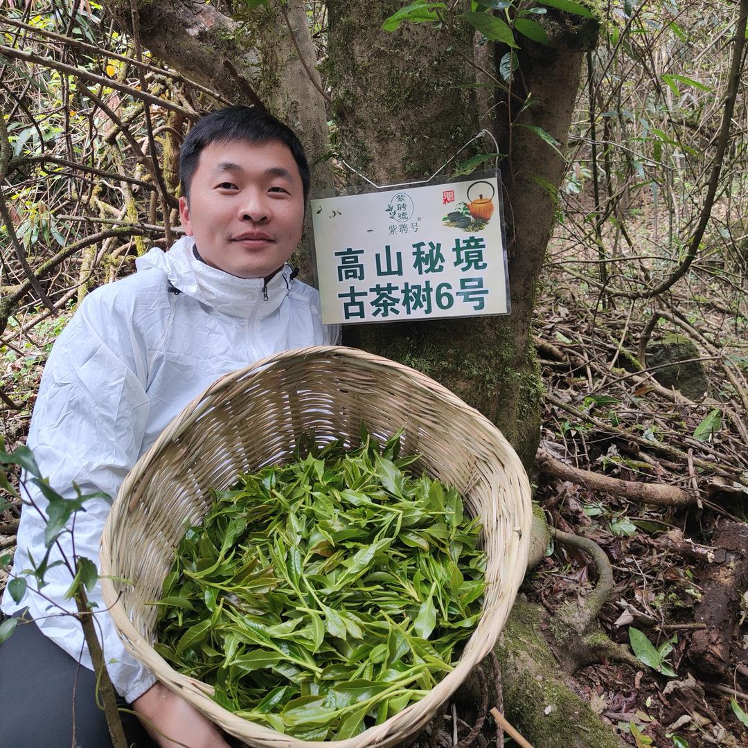 江哥说普洱（本人）