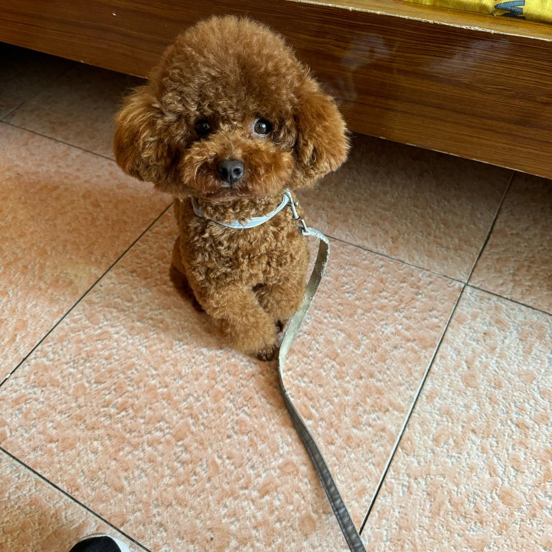 毒狼