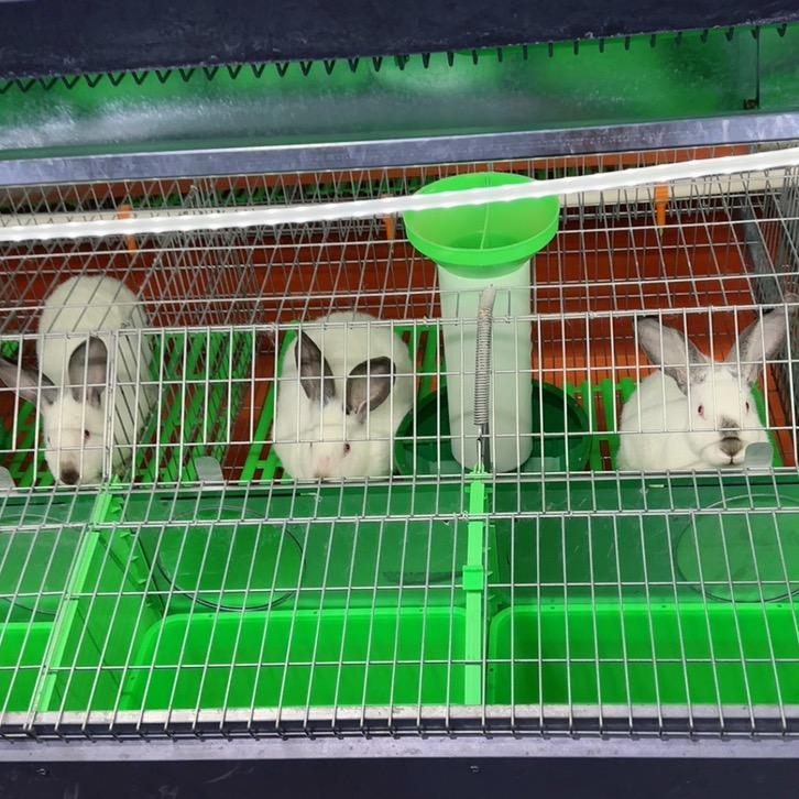 浩琪兔养殖家庭农场-陈忠兵