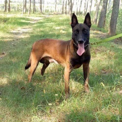 马犬饲养员养殖基地