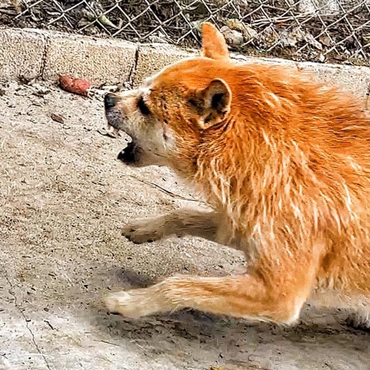 花兄弟&原装土狗