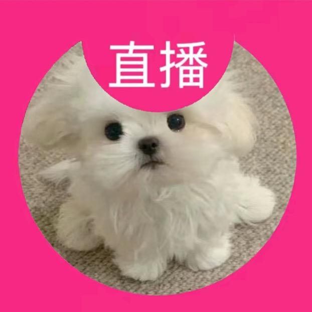 哭泣小狗