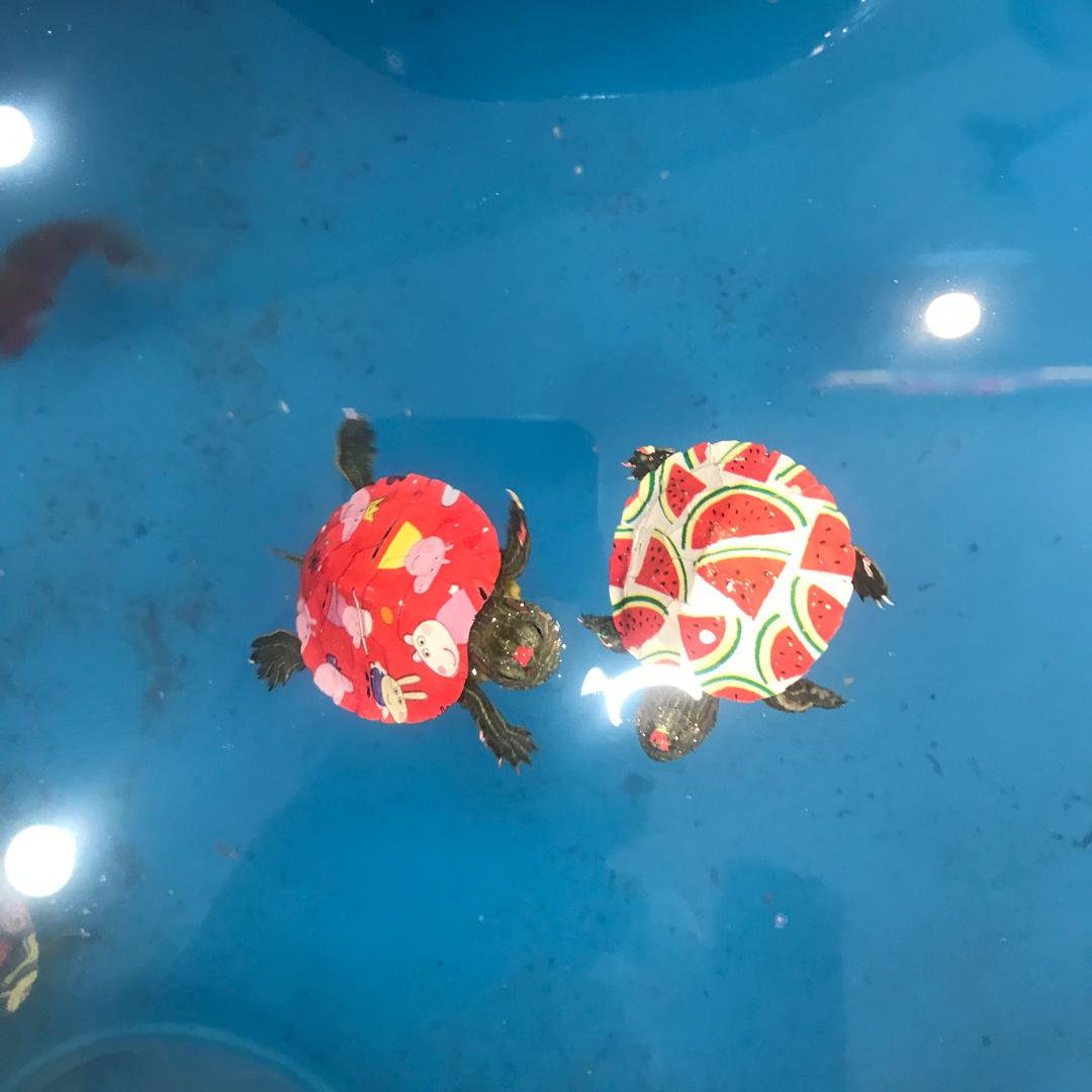 王毛毛呀