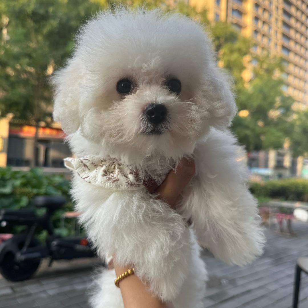小狗憨憨