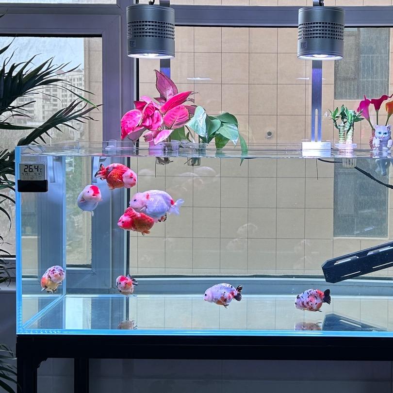 水族避雷针