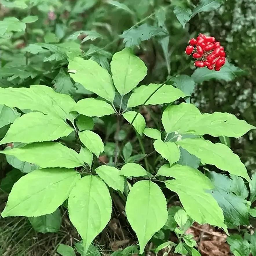 荣颐堂特产坊小马哥荣颐堂特产坊