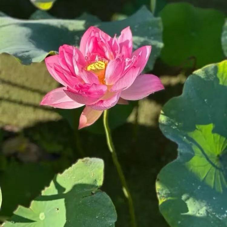 辉辉优选商贸