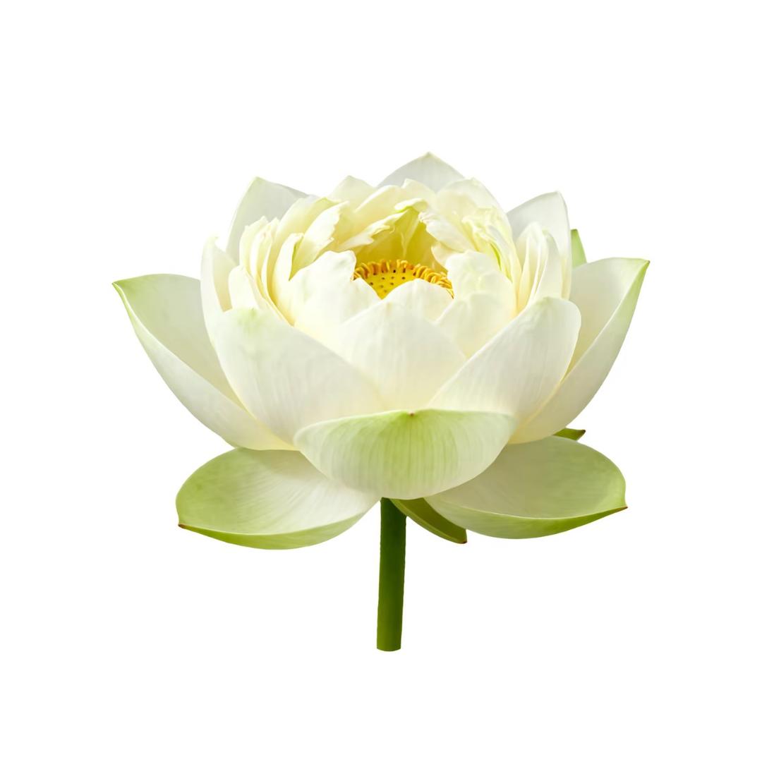 仙仙爱睡觉.🦋