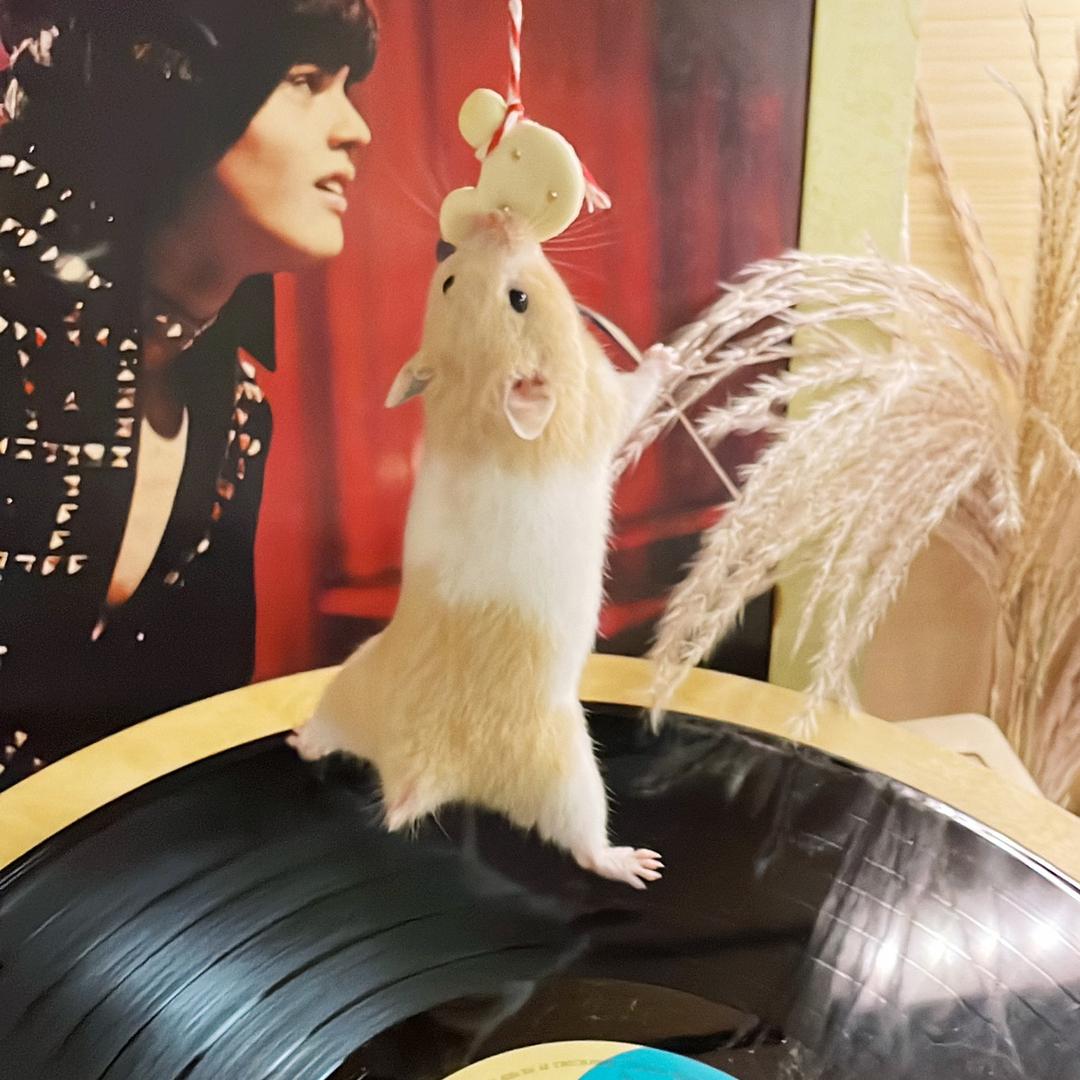 DJ大吉🐹