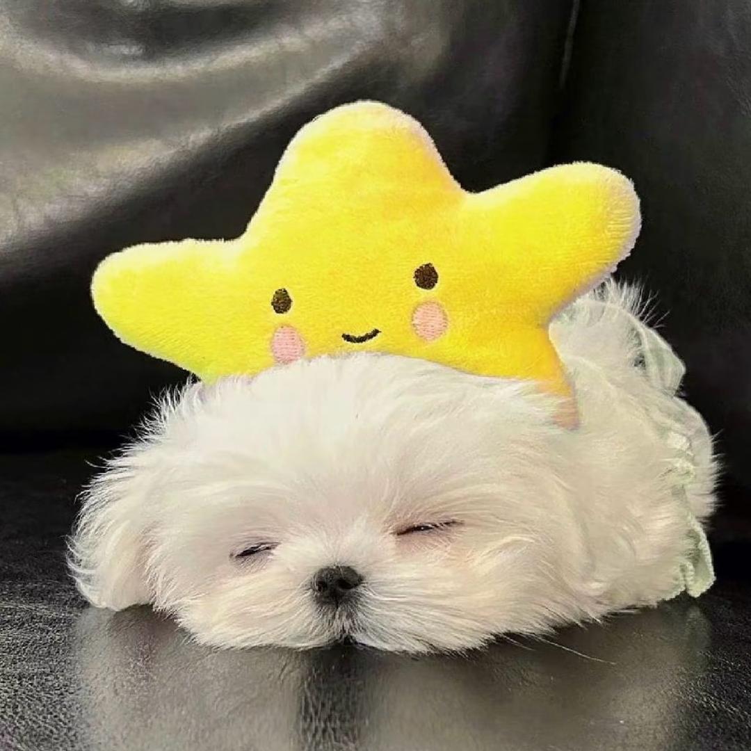 椰子（摸鱼版）