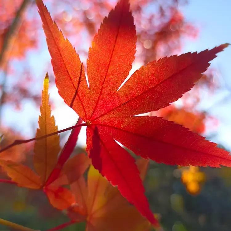 枫🍁叶