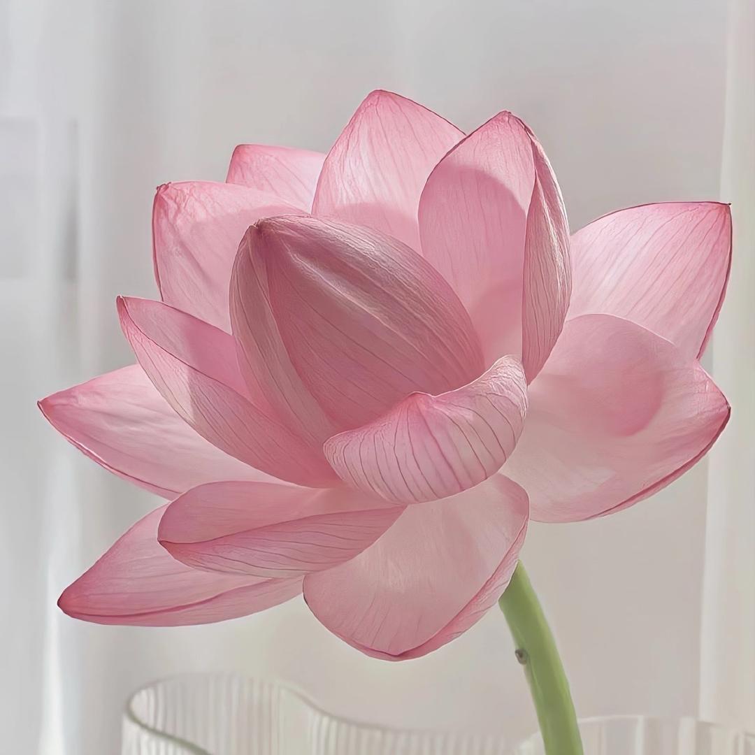 依