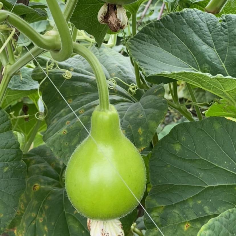 新农业指导员（华越）