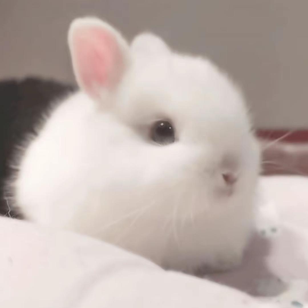 垂耳兔