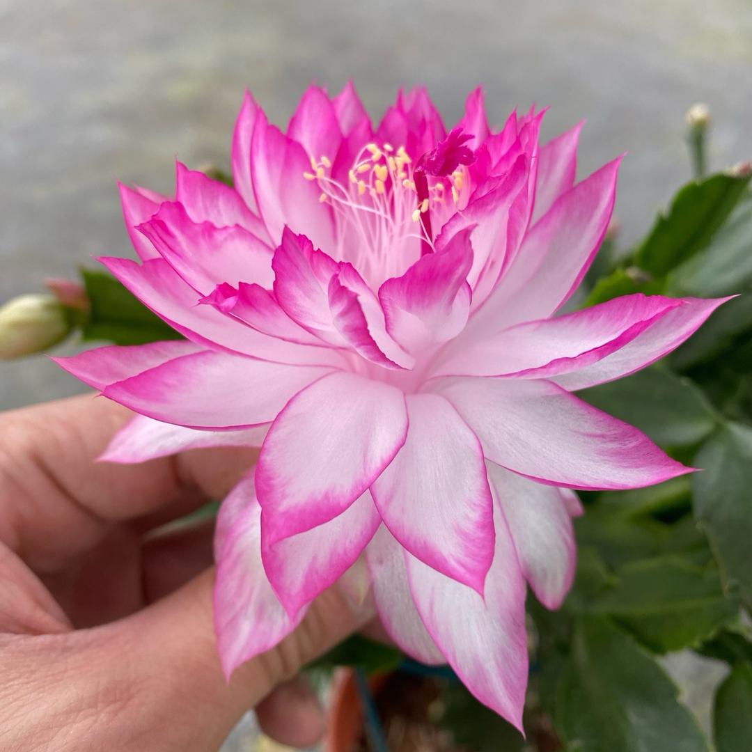 亦梦亦幻花木场