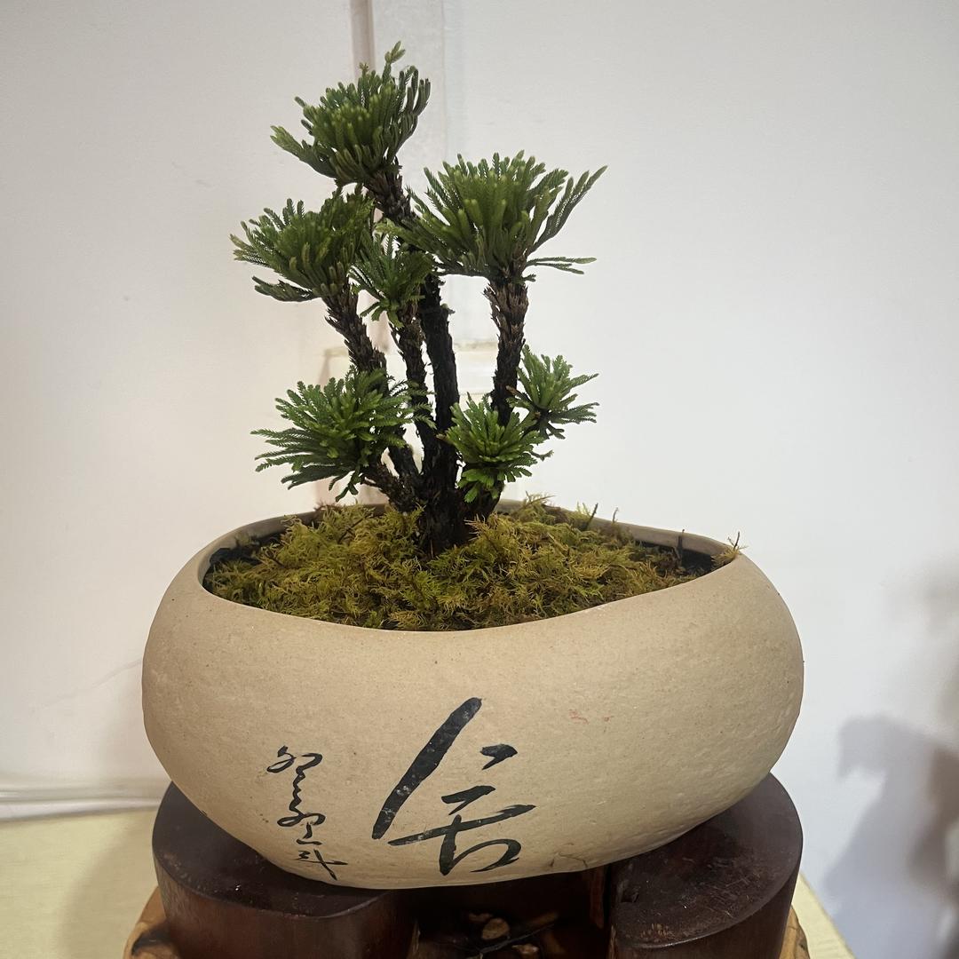 石花