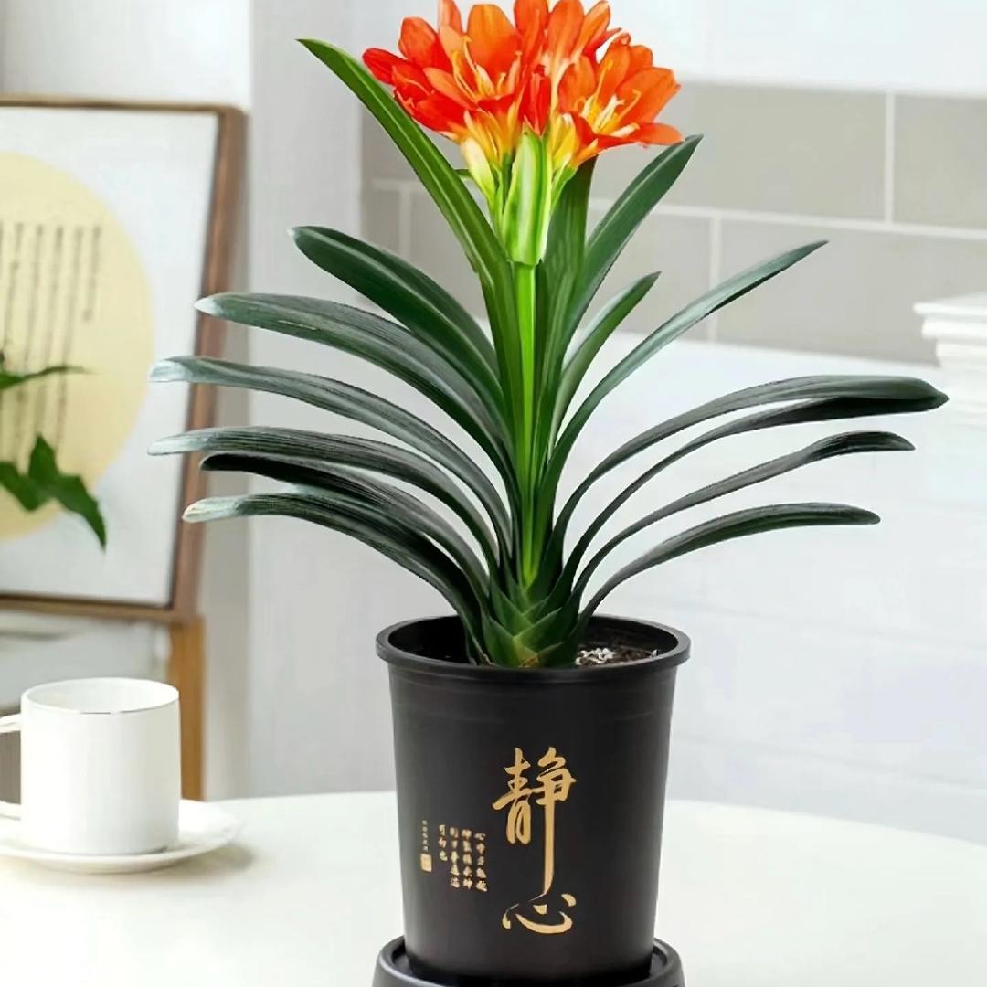 花芊谷园艺