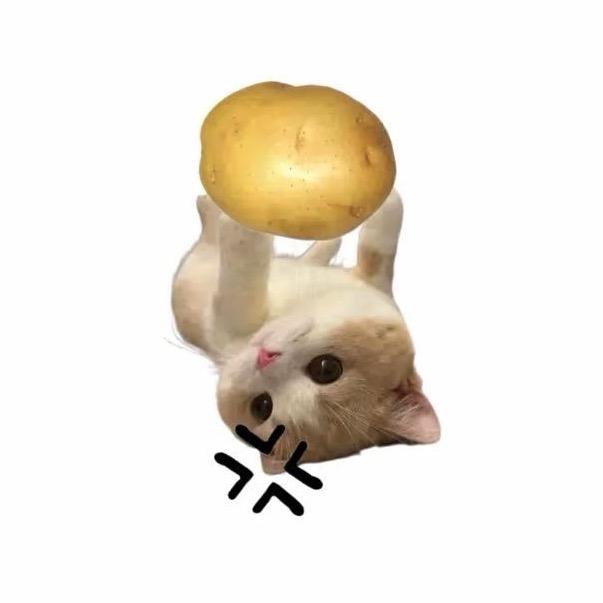 豆豆酱🦔