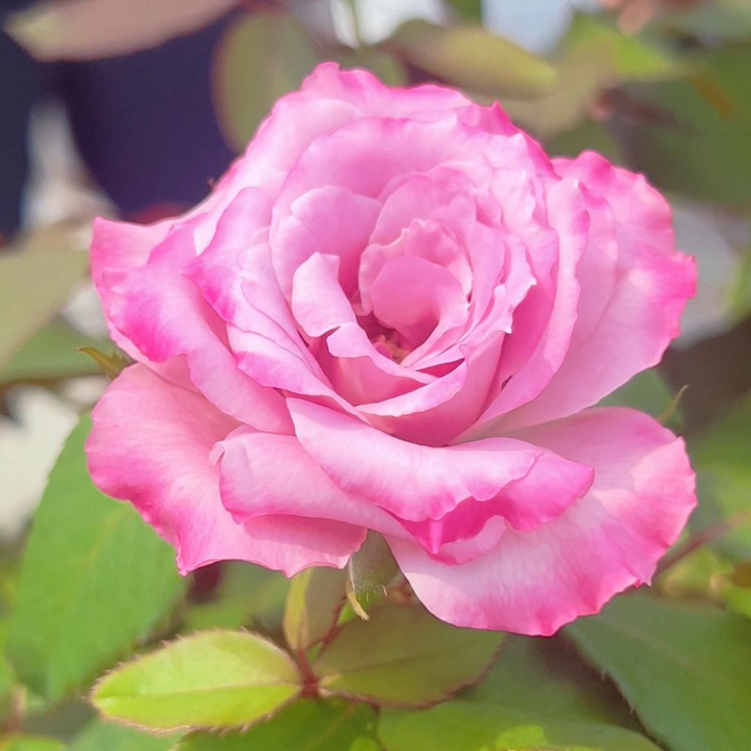 胖妹儿的玫瑰花园 🌷