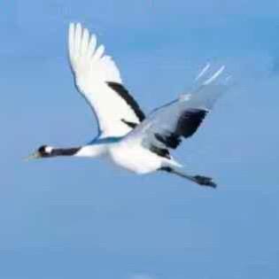 晴空一鹤