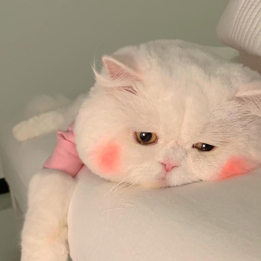 ʚ🐰ིྀɞ兔本兔