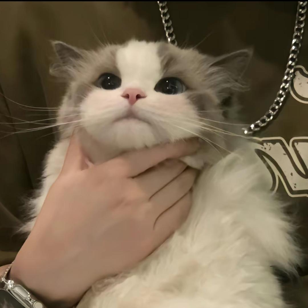 三十七头像