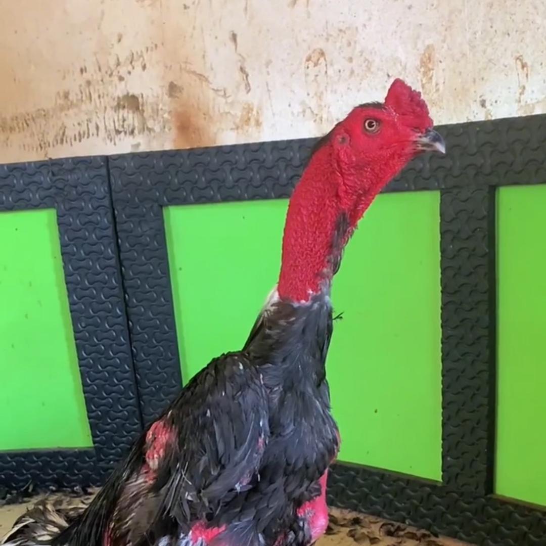 阿龙斗鸡