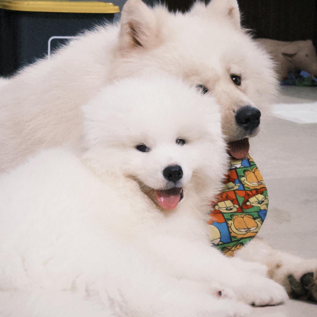 萨摩猪Cookie&Cherry