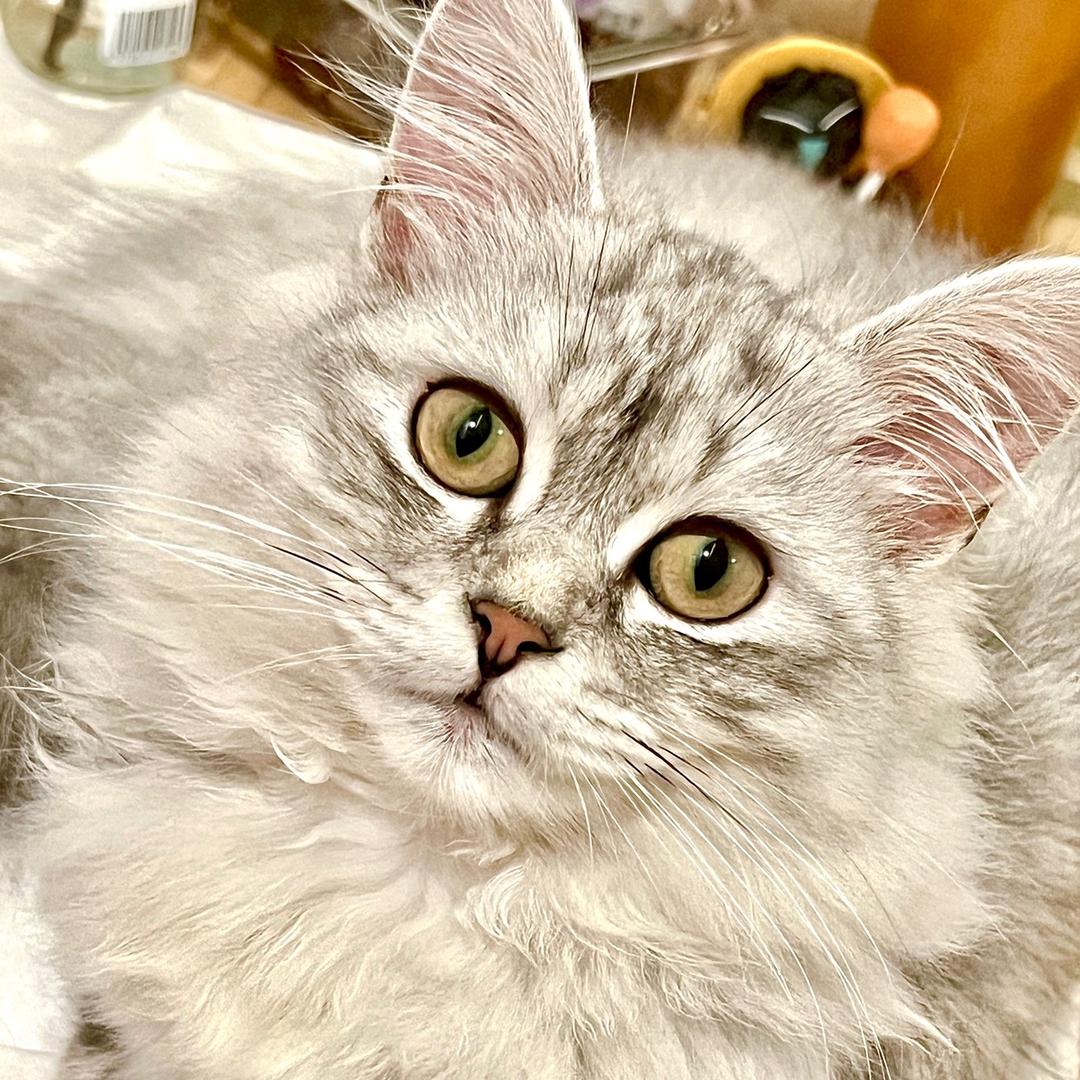十🐱九的躺平生活